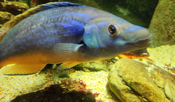 Cuckoo Wrasse