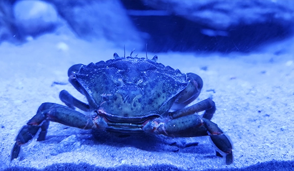 Charlie The White Lobster