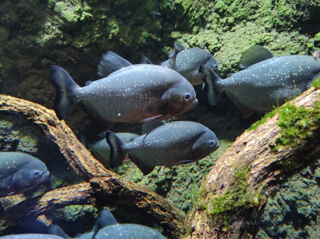 piranhas