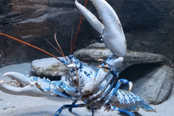 Charlie The White Lobster