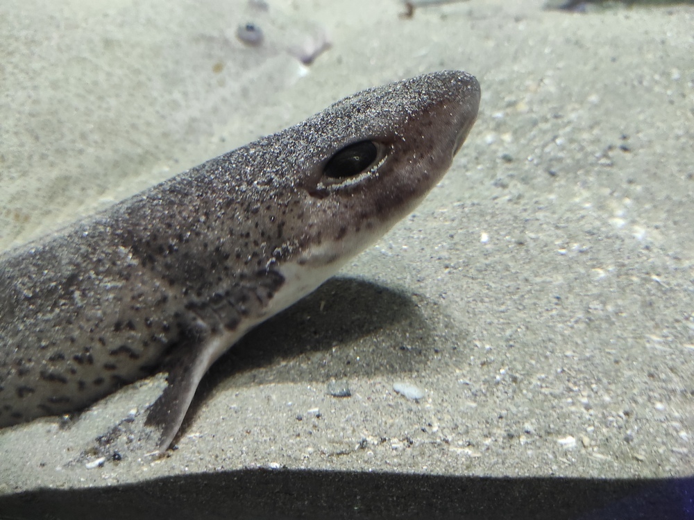 Buddy the fish