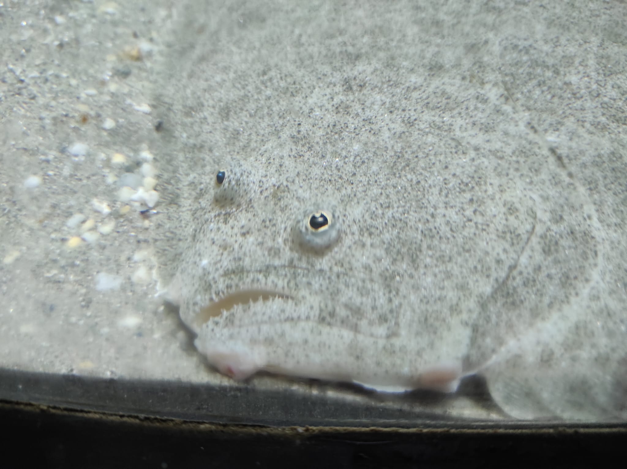 Profile pic of Splash the turbot