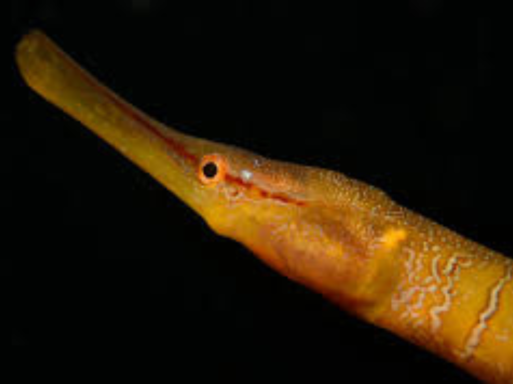 Snake pipefish