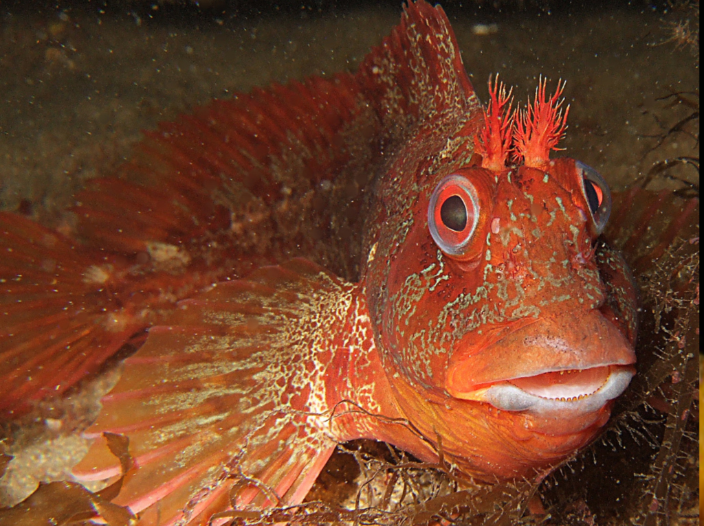 Tompot Blenny